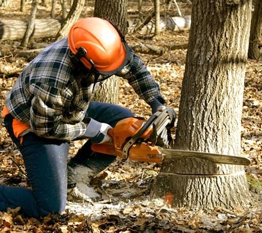Tree Removal in Jacksons Gap, AL